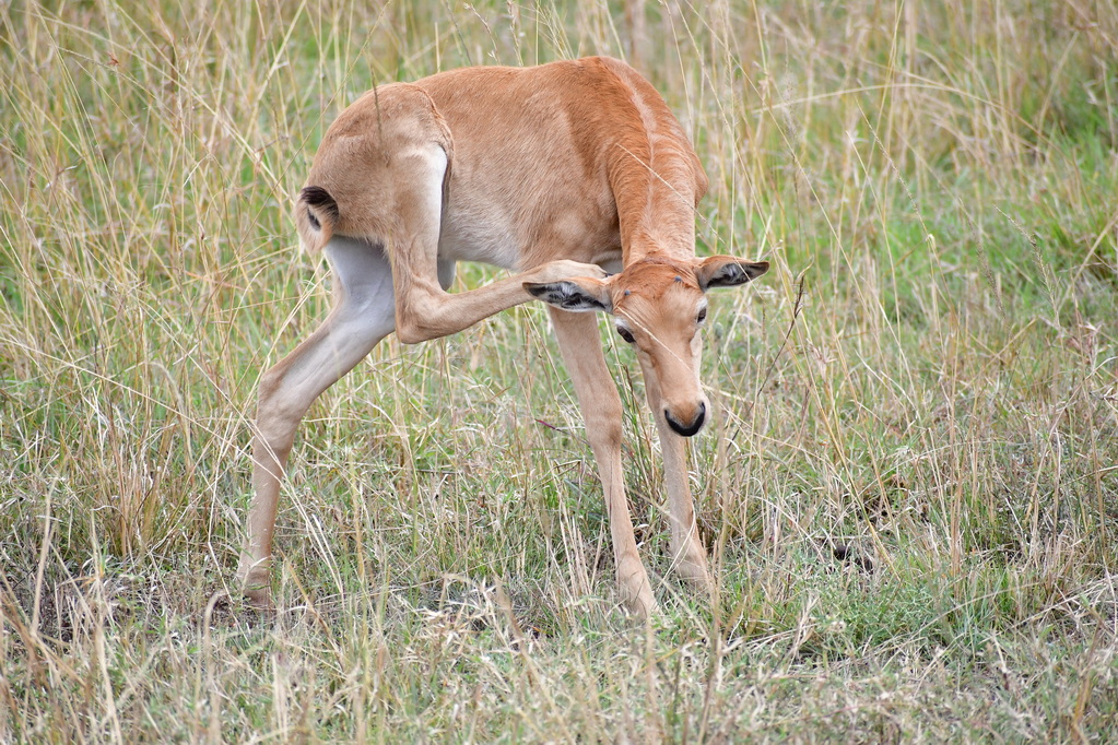 Masai Mara Nat. Reserve